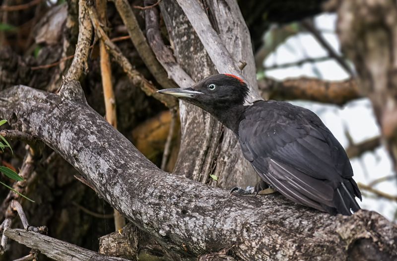 птица, дятел, желна, слёток. Слёток желны. (2 фото)photo preview