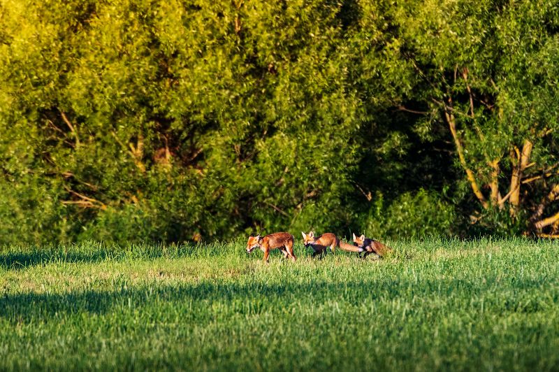 Лисье семействоphoto preview