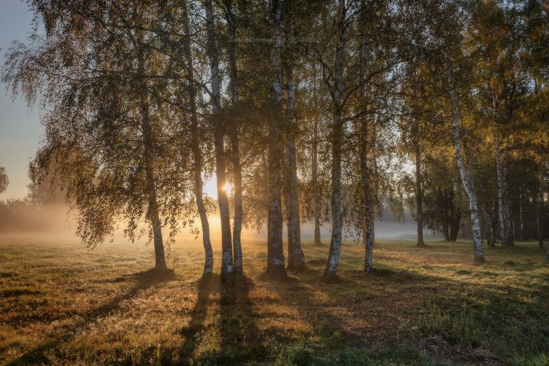 павловский парк, павловск, павловский, пейзаж, landscape, nature, санкт-петербург, питер, царское село, animal Сентябрь в Павловском паркеphoto preview