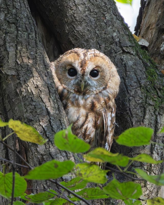 серая неясыть, strix aluco, фото птиц, птицы Серая неясыть. (Strix aluco)photo preview