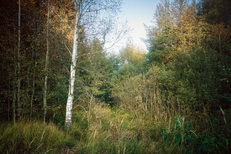 лес, листва, зелень, лето В лесуphoto preview