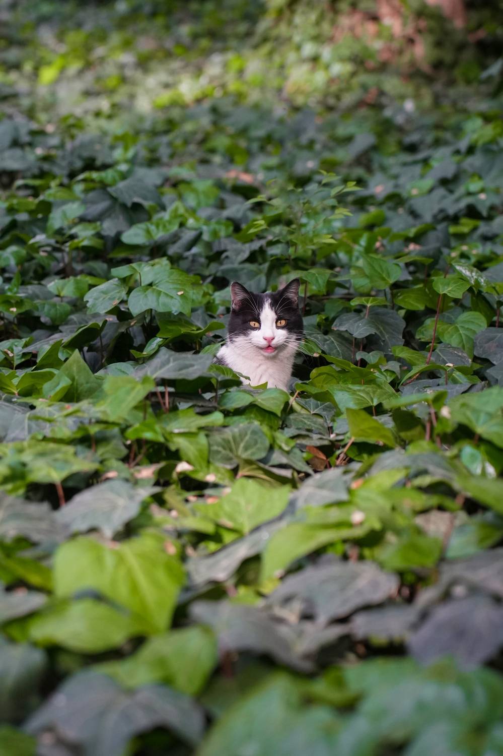 Улыбочку. Автор: Светлана Зимина кот, Светлана Зимина