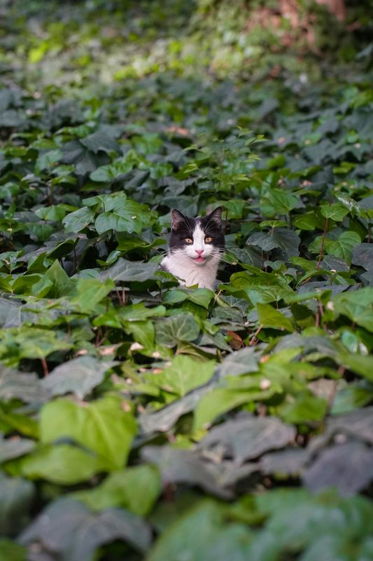 кот Улыбочкуphoto preview