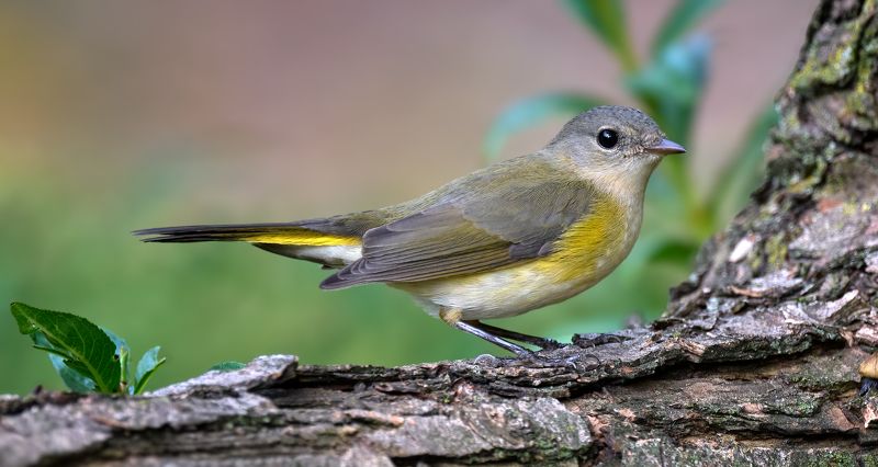 Северная парулаphoto preview