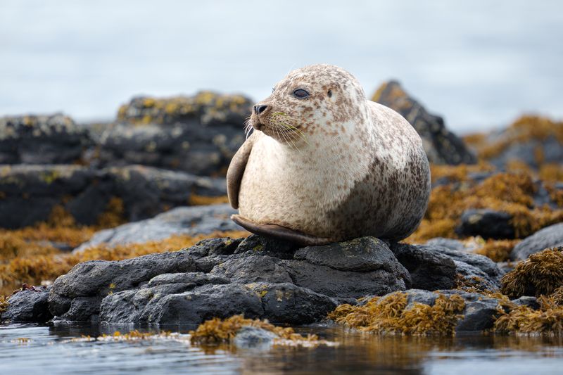 животное, фотоохота, тюлень, природа, фауна На отдыхеphoto preview