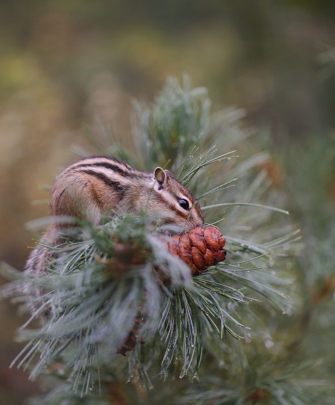 Хорофы фыфки в лефу! Для тех, кто не понял - хороши шишки в лесу! фото превью