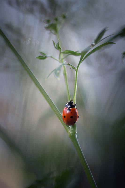 божьякоровка насекомые макро природа Где-то на лугу... фото превью