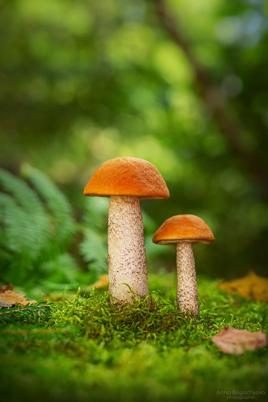 Подосиновикиphoto preview