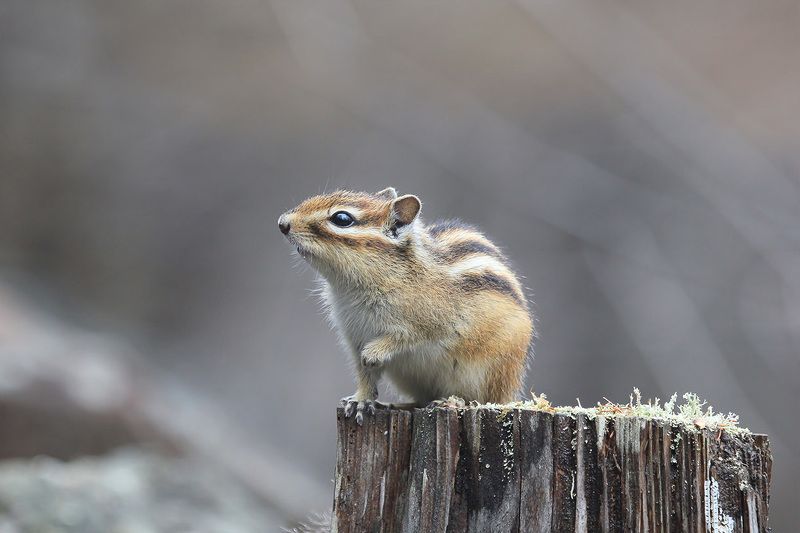 бурундук photo preview
