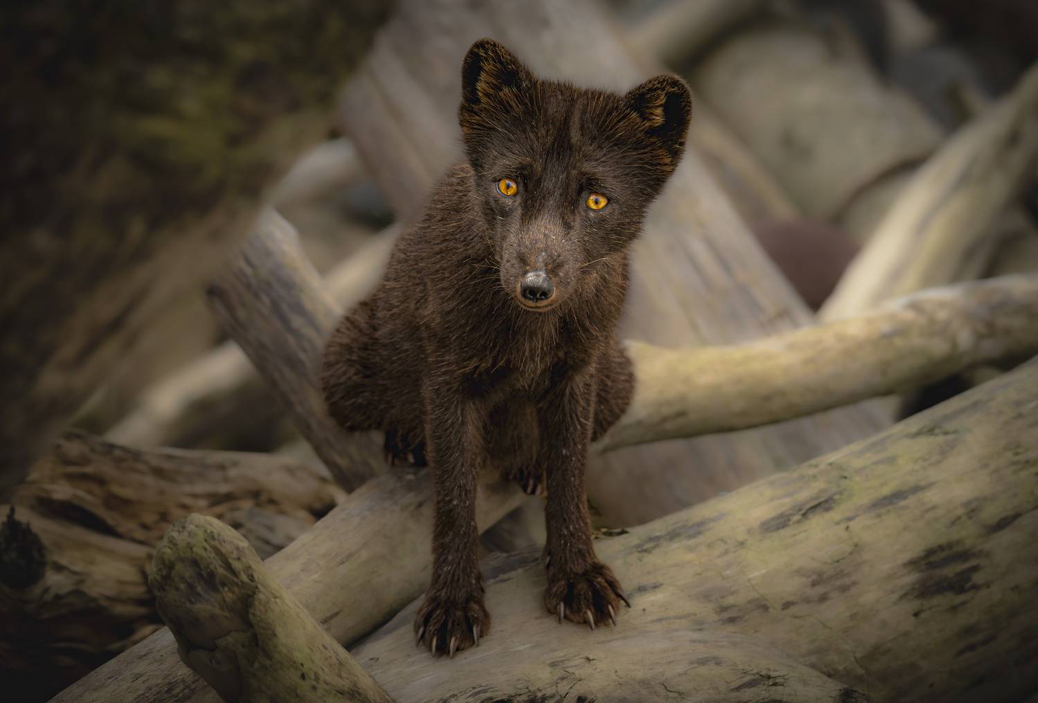 Песец с острова Янкича. Автор: Лаврентьев Александр , Лаврентьев Александр