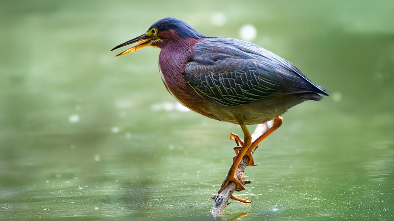 Зелёная цапляphoto preview