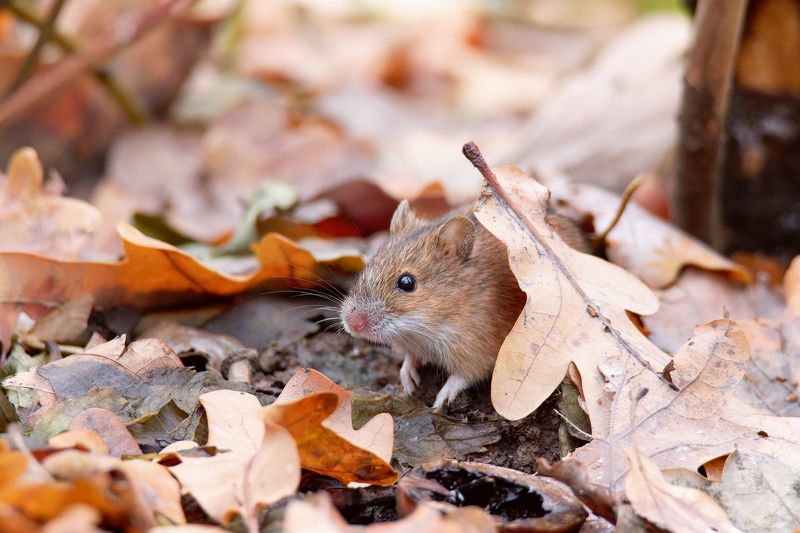 Солоphoto preview