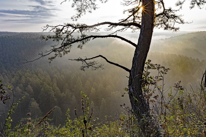 туман, дерево, сосна,солнце,лучи, трава. Рассвет.photo preview