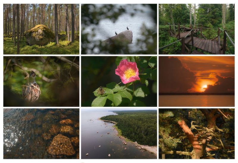 киперорт, оопт, заказник, выборгский заказник, ленинградская область, финский залив, выборгский район Полуостров Киперортphoto preview