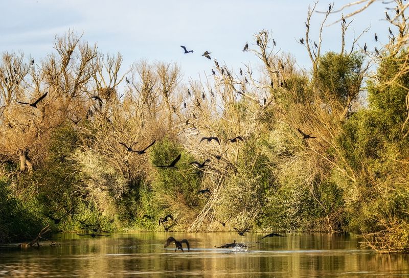 заповедник, бакланы. Птичий переполох.photo preview