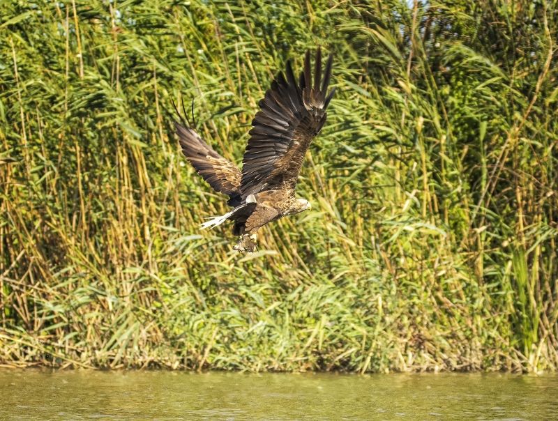 заповедник, орлан-белохвост. Полет орлана-белохвоста с добычей.photo preview