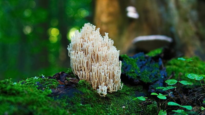 лес, грибы, сказочный замок Сказочный замок в лесном царствеphoto preview