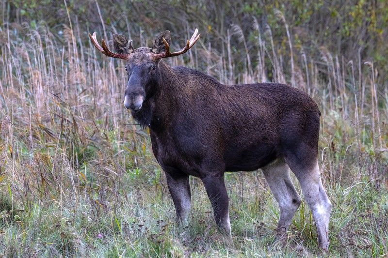 животные Встречаphoto preview