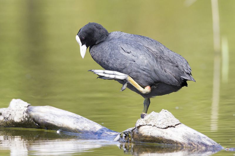 У меня лапки...photo preview