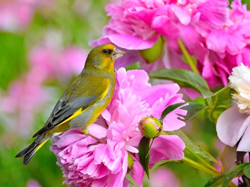 природа, фотоохота,  птицы, животные, лето, зеленушка Цветы и птицыphoto preview