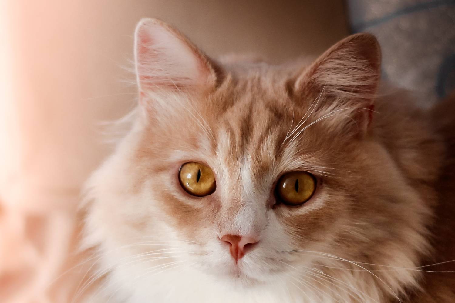 Степан. Автор: Smirnova Olga животные, Smirnova Olga