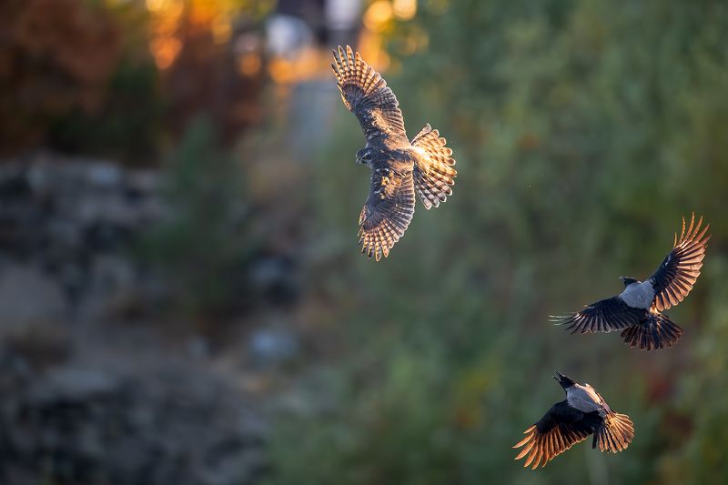 Тетеревятник и Ко.photo preview