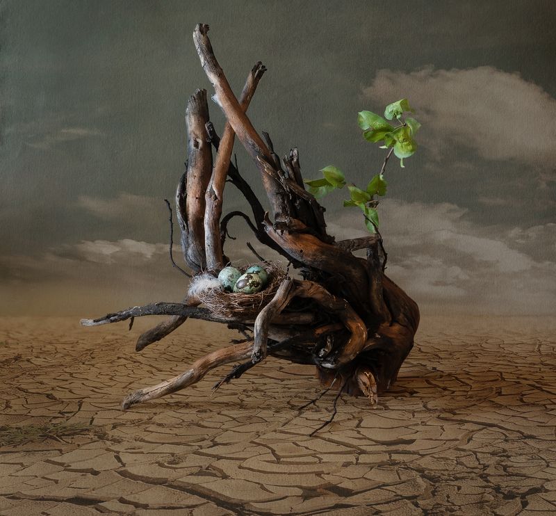 #концептуальноефото Вопреки...photo preview