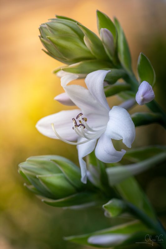 цветок, флора, макро, природа Хостаphoto preview