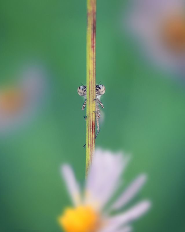 Подглядывающийphoto preview