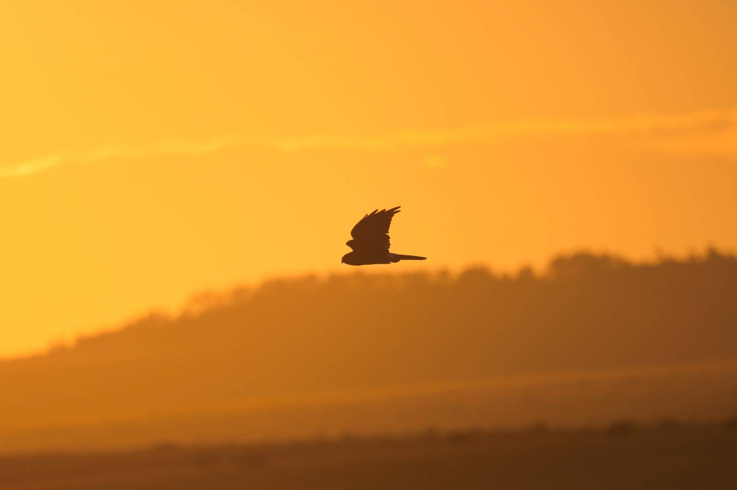 Автор: Большаков Алексей , Большаков Алексей