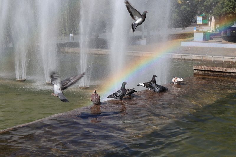 фонтан,радуга,птицы,голуби,могилёв,беларусь Радуга на фонтанеphoto preview