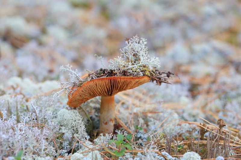 гриб, ягель, мох, тундра, шляпка Модница леснаяphoto preview