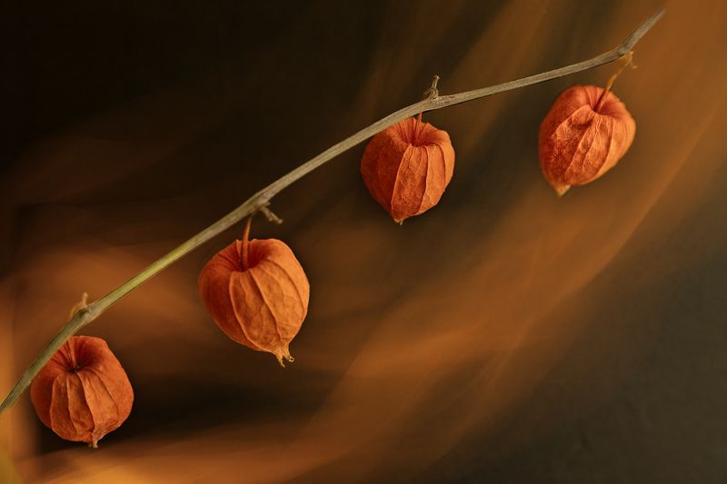 Осенние зарисовкиphoto preview