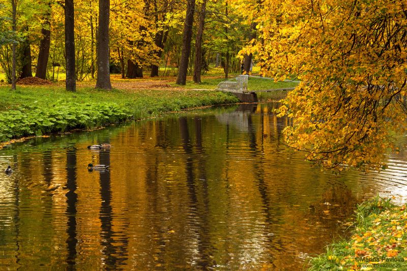 пейзаж, парк, александровсикй парк, золотая осень в александровском парке, город пушкин, пригороды санк-петербурга Золотая осень в Александровском парке фото превью