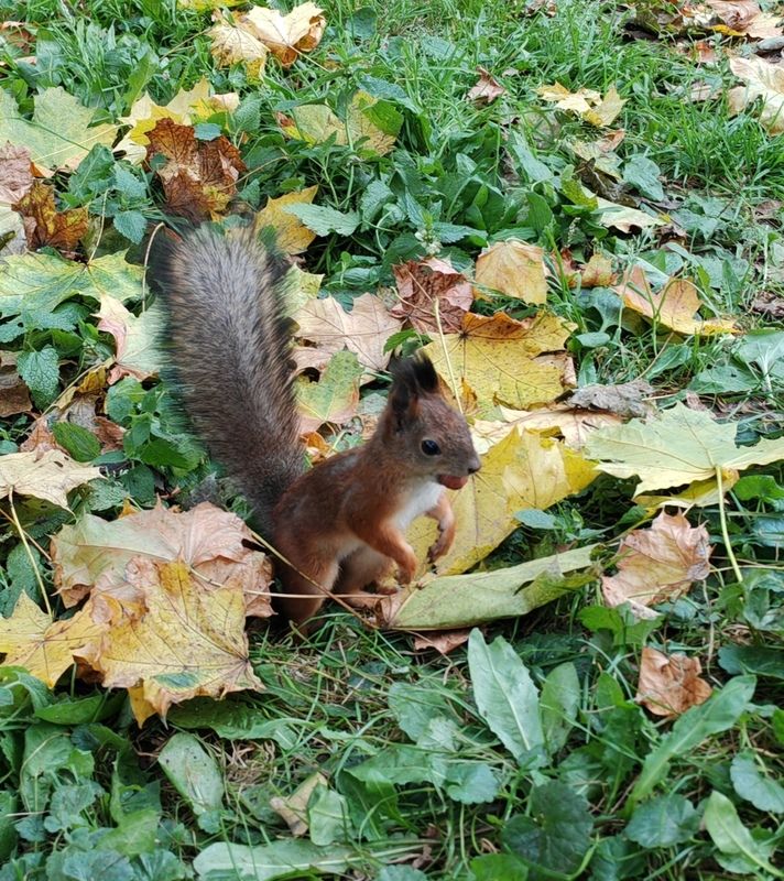 Белка песенки поет И орешки все грызет, А орешки не простые, Все скорлупки золотые,photo preview