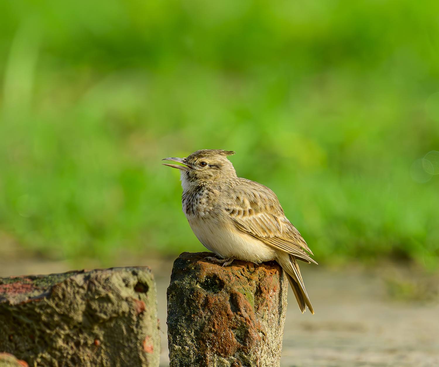 Автор: Pramod Bayya , Pramod Bayya