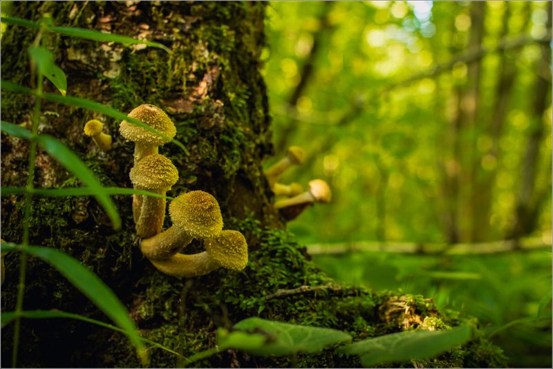 природа,грибы Про грибыphoto preview