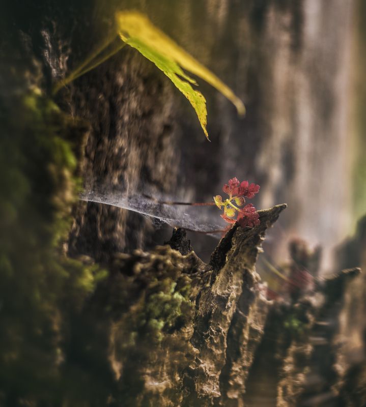 Лесная историяphoto preview