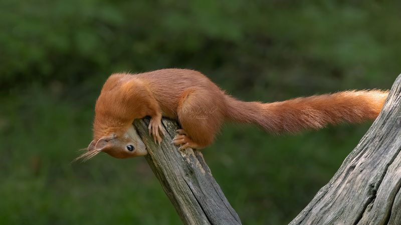 red squirrel, animals, nature, wildlife, canon Red Squirrelphoto preview
