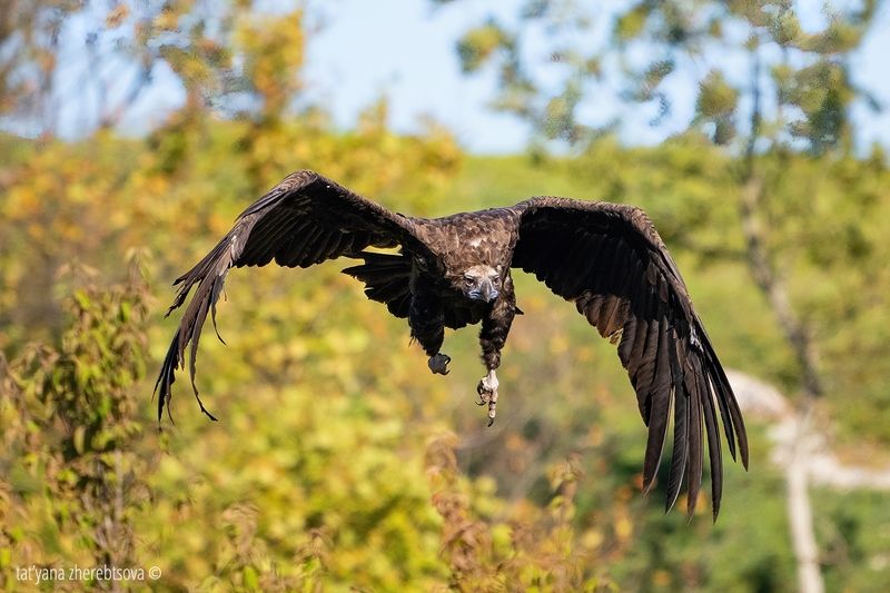 Черный грифphoto preview