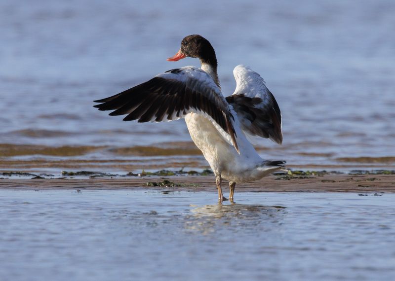 пеганка, птица, крыло, вода, мелководье, размах Навстречуphoto preview