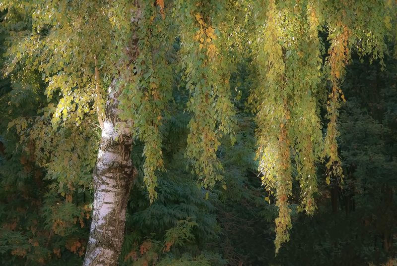 Сентябрьское утроphoto preview