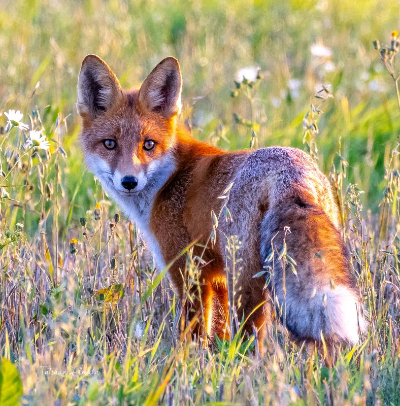 животные Лисичкаphoto preview