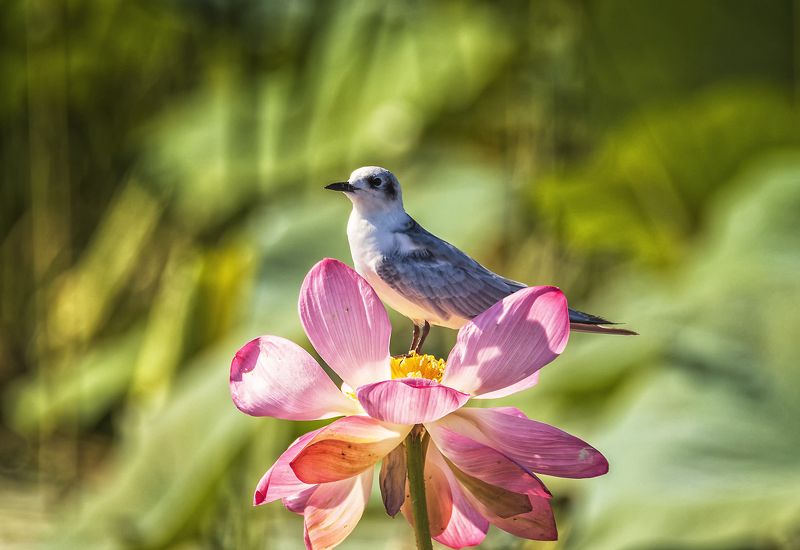 заповедник,цветы лотоса, белощекая крачка. Полюбуйтесь мною.photo preview
