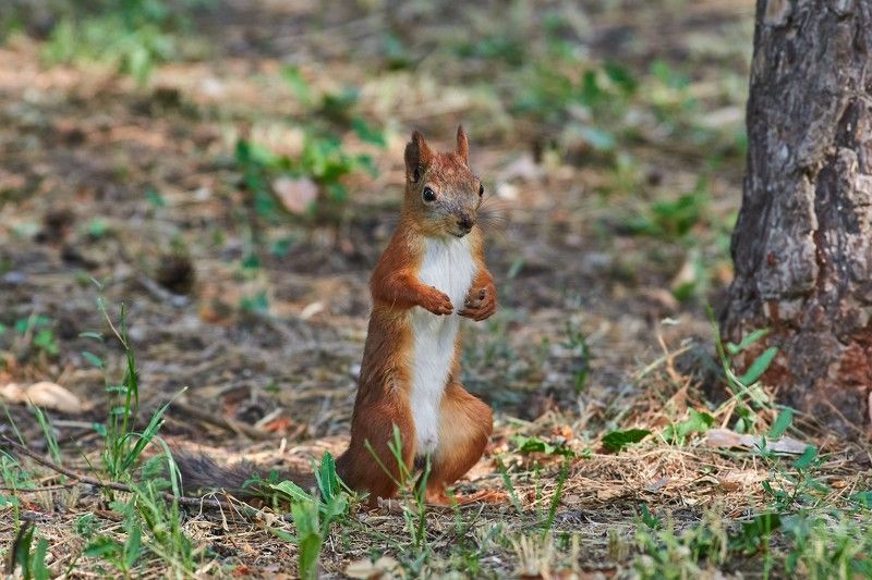 squirrel, volgograd, russia,  #photo preview