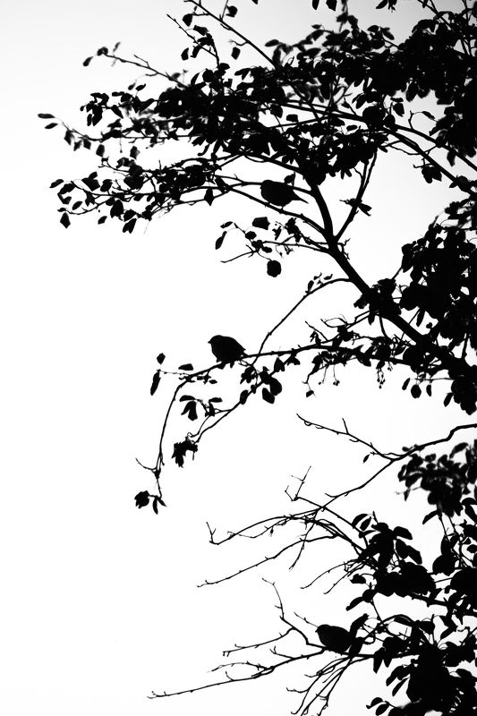 контраст, птицы, черно-белое Контраст фото превью