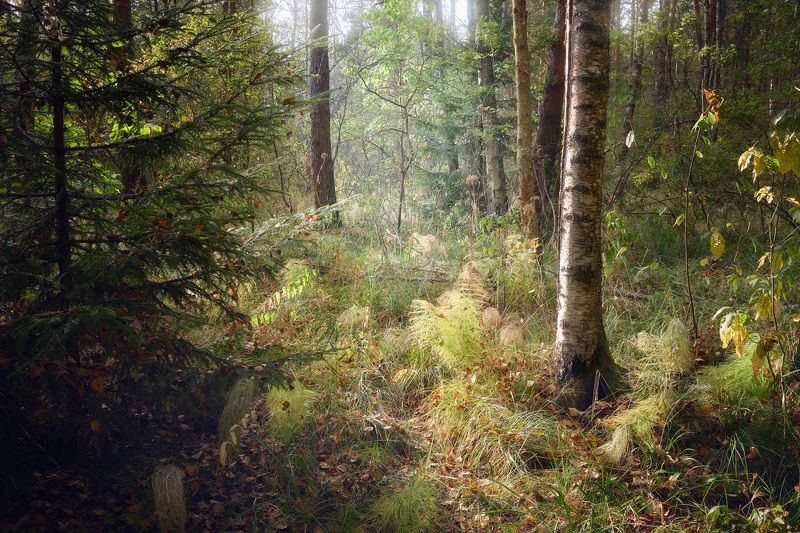 лес, листва, осень В осеннем лесуphoto preview