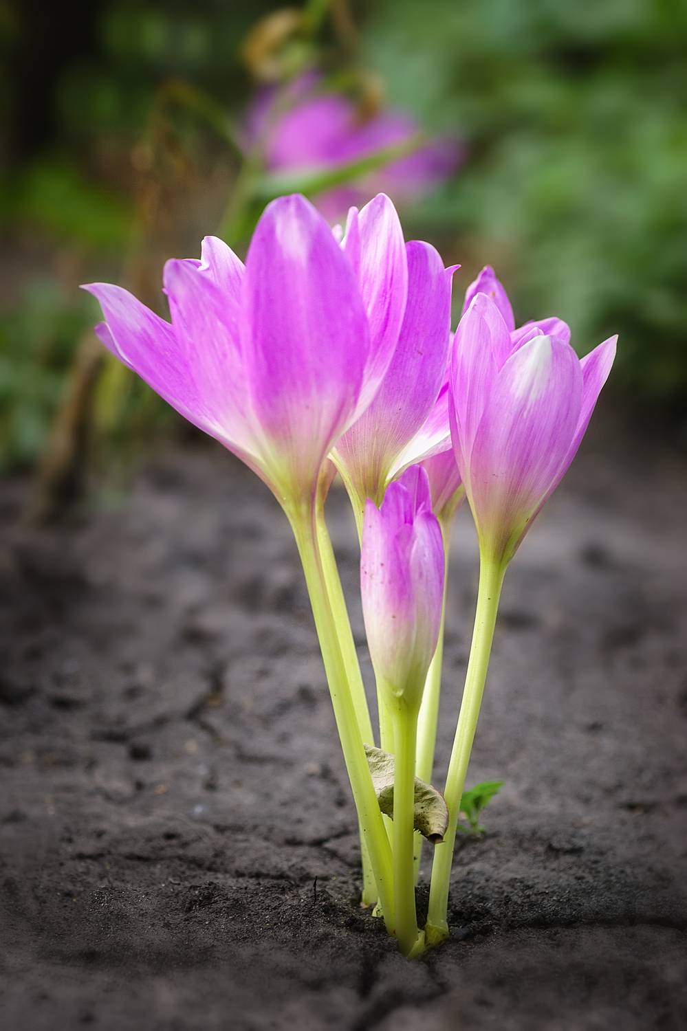 Крокус. Автор: Корнеев Алексей , Корнеев Алексей