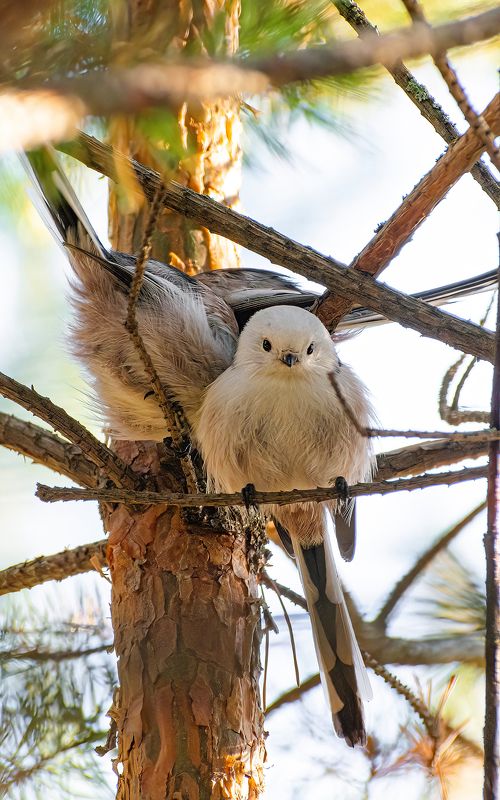 Дружелюбные Ополовники :)photo preview