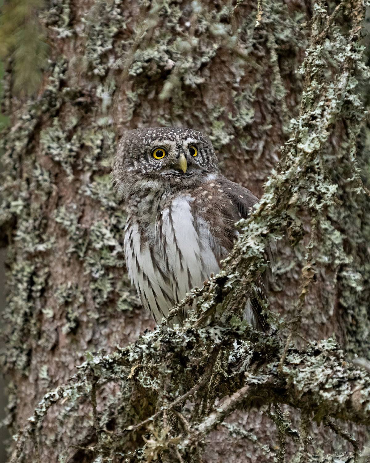 сова, сыч, воробьиный сыч, прятки, Юрий Андреев